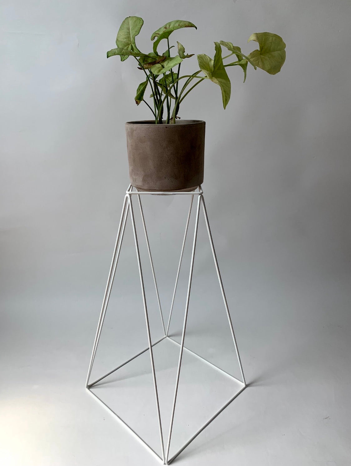 Tall Boy 22" Plant Stand