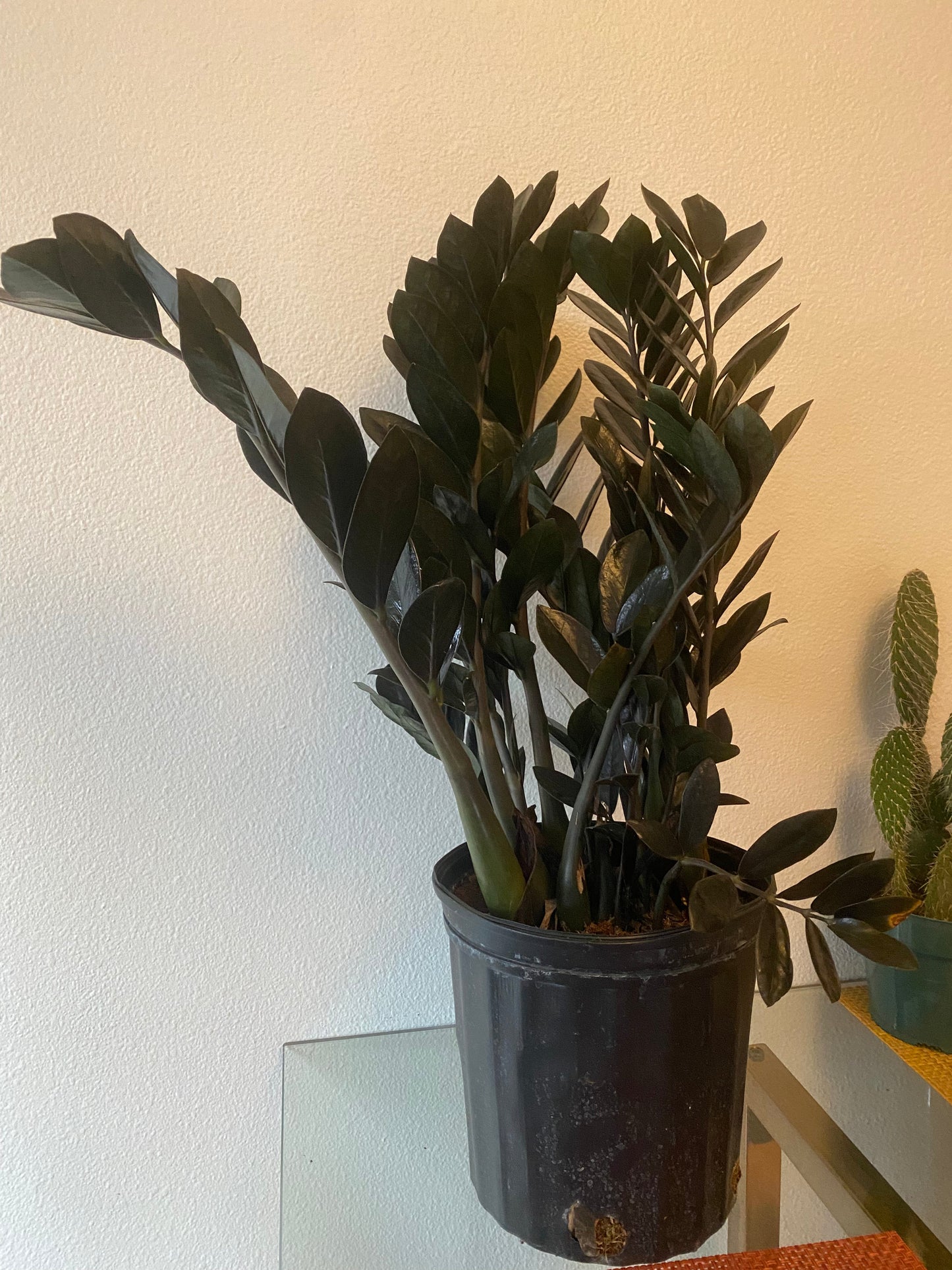 Zamioculcas Zamiifolia - Black Raven ZZ Plant