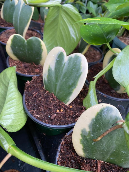 Hoya Kerrii Variegata - Variegated Sweetheart vine