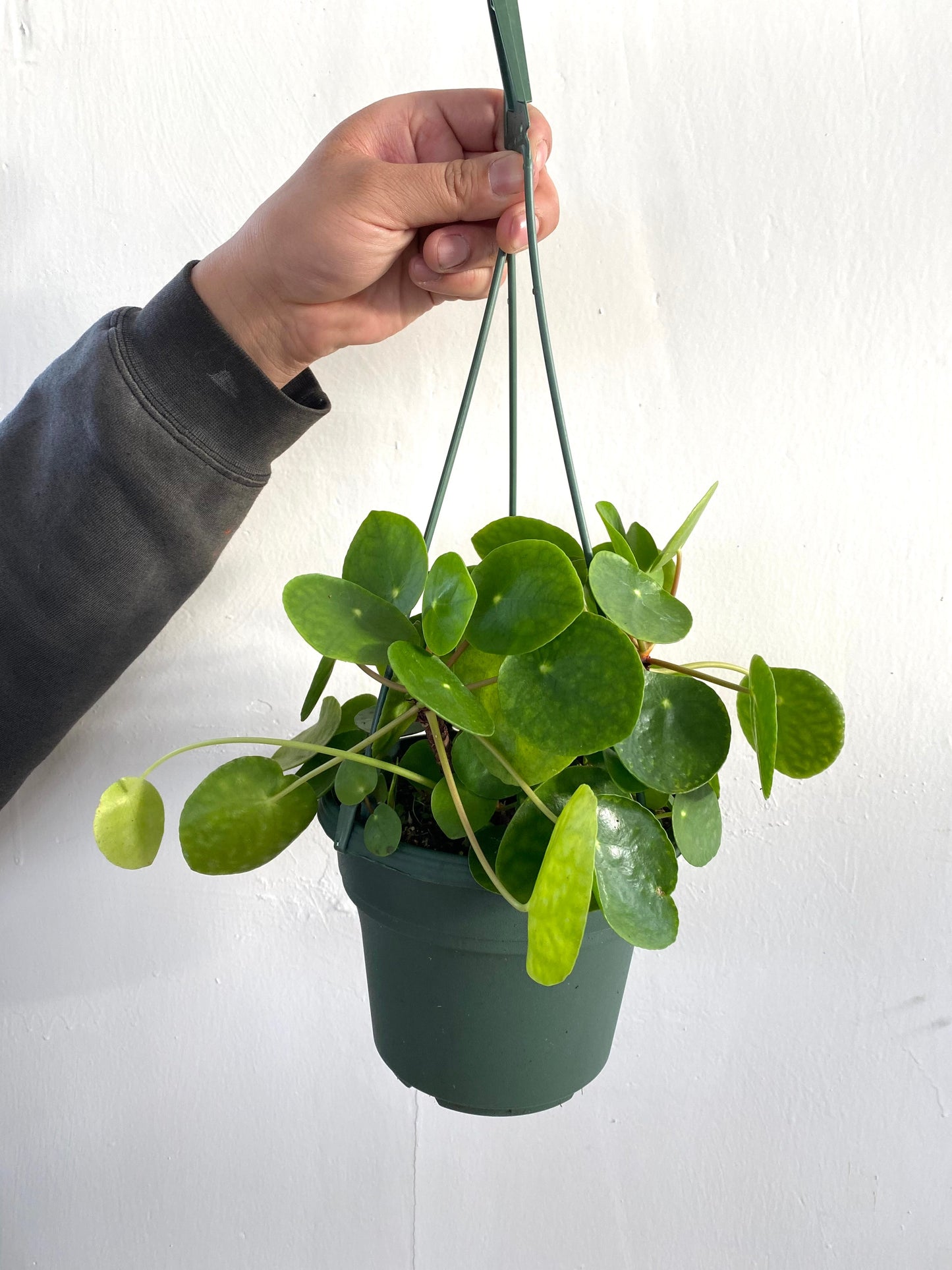 Pilea Peperomioides - Money Plant